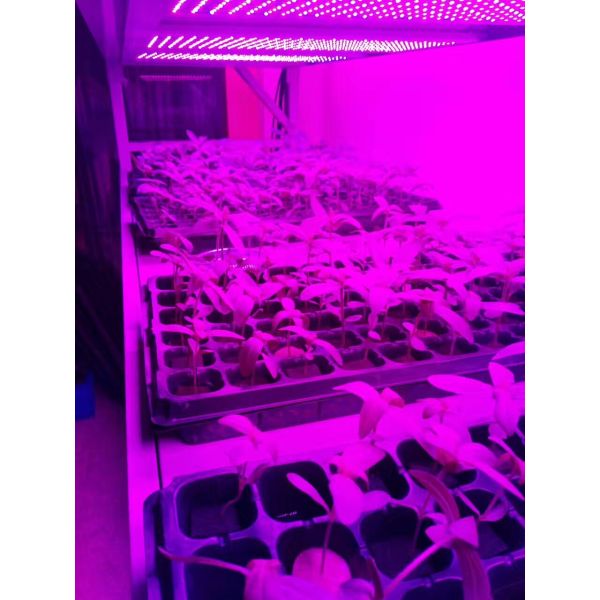 крытое сельское хозяйство 420В растет светлым, парник растет светлым, ЭТЛ, КЭ, Рохс аттестовало