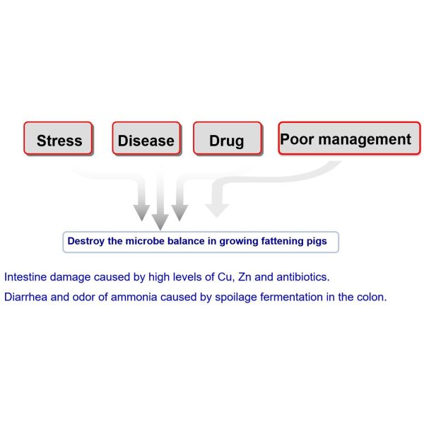 Sunhy Promote Digestion Probiotics For Swine Feed Grade