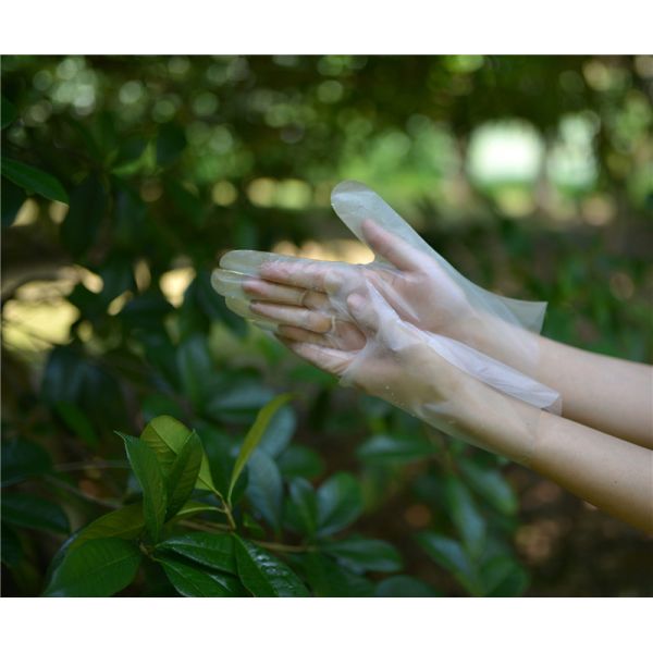 Latex Protein Free TPE Disposable Gloves For Electronic Assembly