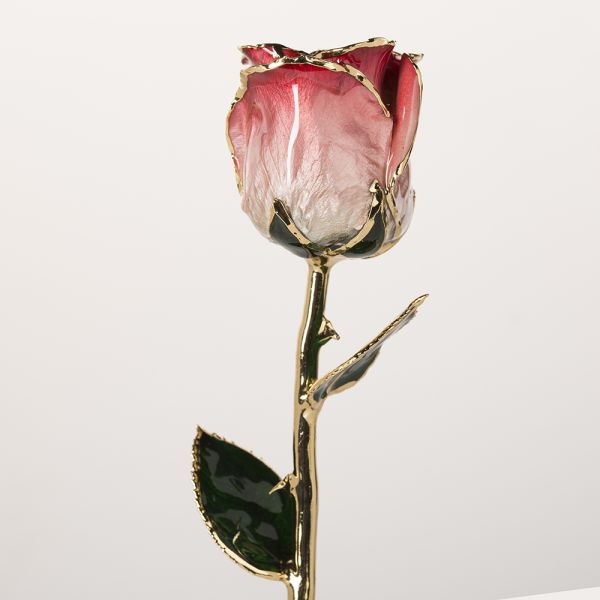 Half-blooming 24k Gold  Trimmed Rose   Handmade Flowers Preserved Fresh Rose with Stem Present  Rose Gift