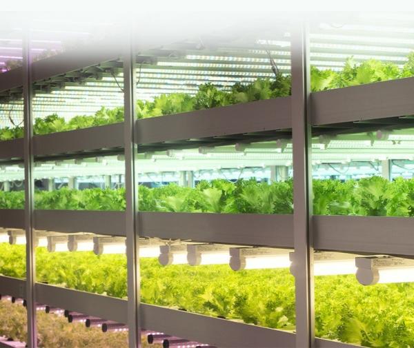 3FT 4FT Grow Light Tubes 18W 25W 9000K 6500K 460nm 660nm T8 LED Grow Light For Clones
