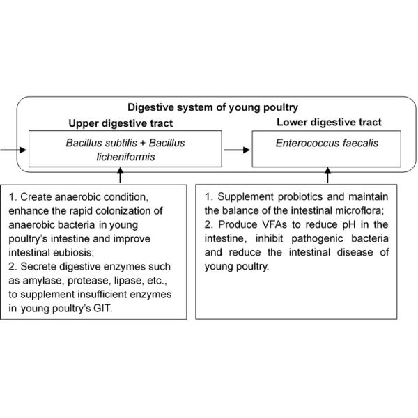 Sunhy Water Soluble Probiotics For Poultry ISO Certified