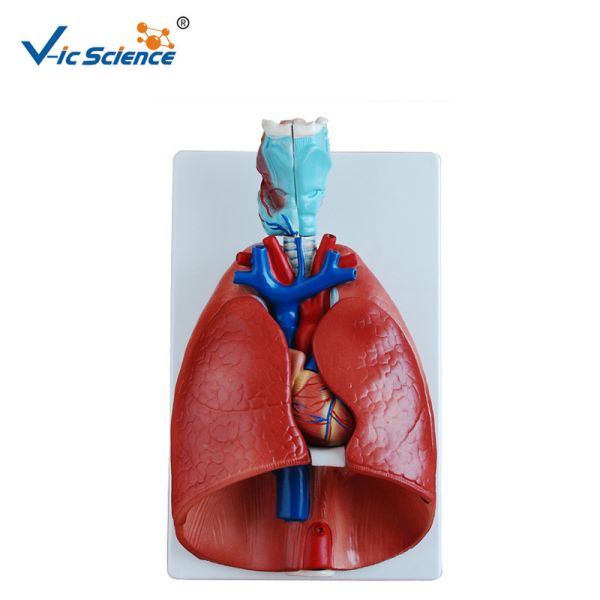 Larynx Heart And Lung 36x23x12CM Human Anatomical Model