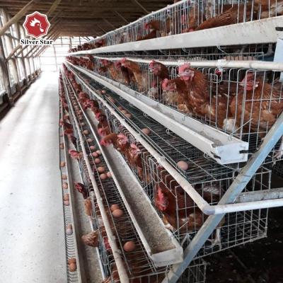 A Type Layer Battery Chicken Cages Automatic Poultry Zinc Cocating 275g / M2