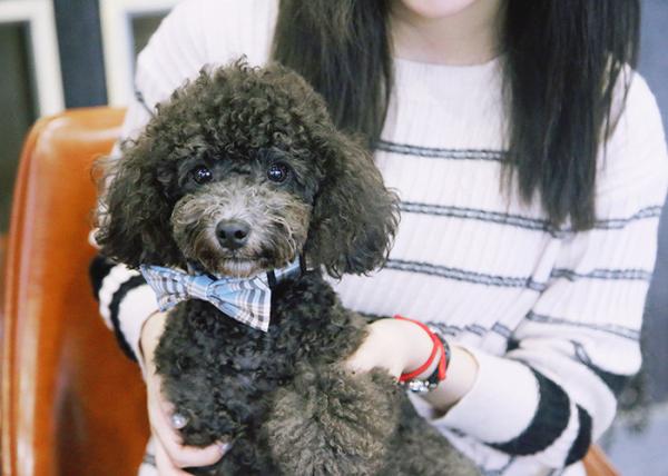 86CM 3 Inch Soft Handmade Cotton dog collar necklace Cats Puppy Bow Tie Collar
