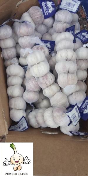 Normal white Garlic to Senegal