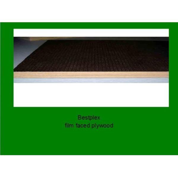 poplar plywood