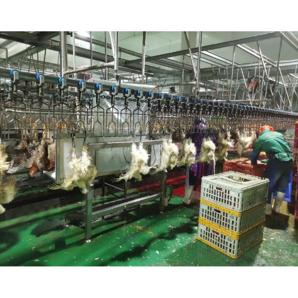 Fabricação de instalações de transformação de carne de aves de capoeira com função de escaldamento de 380 V