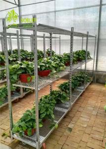 Troles galvanizados da flor e da planta do centímetro cúbico do recipiente