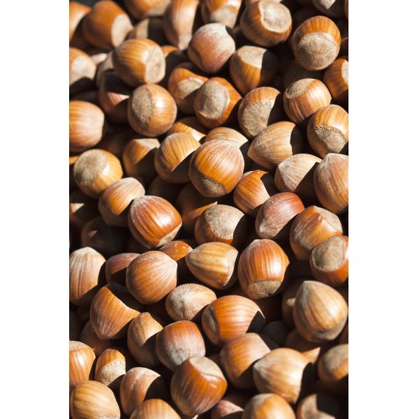 AI Vision Sorting Device with Dual-Belt System for Hazelnuts Featuring Food-Grade Design and Flexible Capacity Options