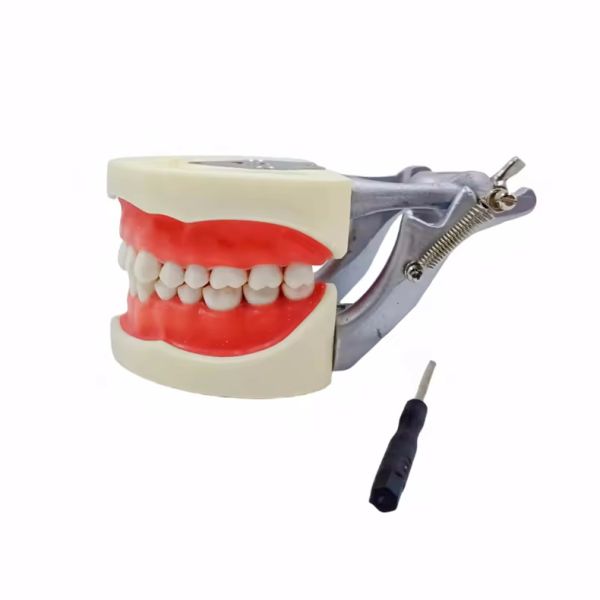 Modèle standard de dentisterie étudiant en dentisterie Typodonts dentaires en résine acrylique avec articulateur DP