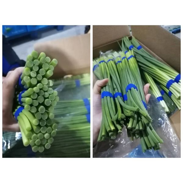 Зеленый цвет ростков чеснока HACCP 45cm китайский