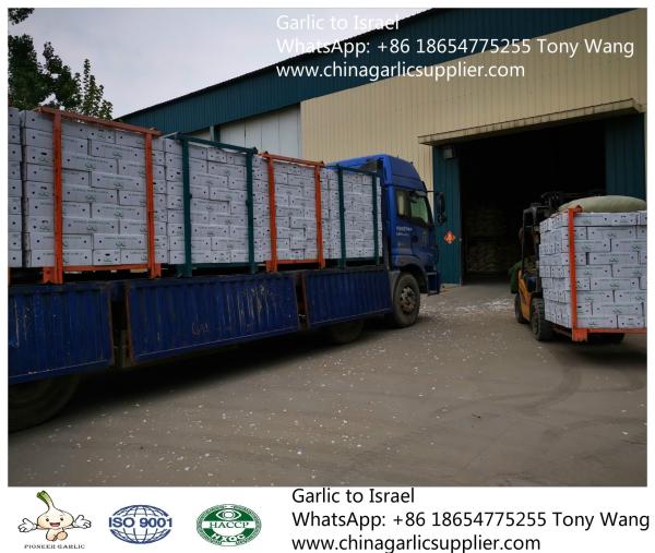 Garlic to Israel with 10kg carton box.Supermarket package.