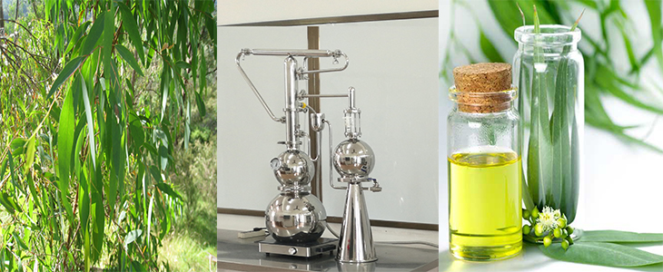 Energy Saving Essential Oil Vacuum Distillation Helichrysum Italicum Essential Oil Distiller for Hemp Oil Cdb Extractor