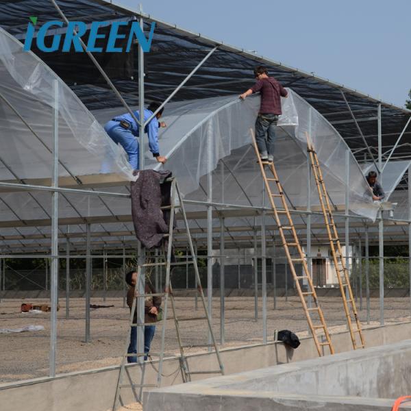 Multi-Span Agricultural Greenhouses Hot Climate Cover with 150/200micron Plastic Film