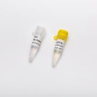 P2601-5 Sonda múltipla QPCR Mastermix P2601 1 ml 66 Rxn 30 U