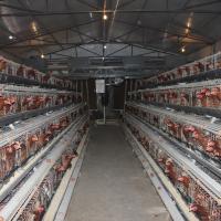 Un type cage de batterie de poulet de couche dans des rangées de la ferme avicole 3 4 rangées