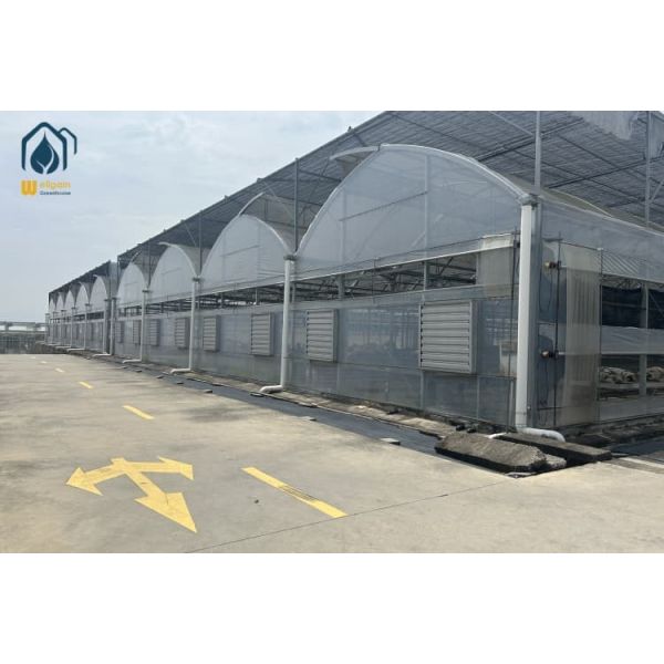 Durable Multi Span Greenhouse UV Resistant Polyethylene Film Greenhouses For Vegetables And Herbs