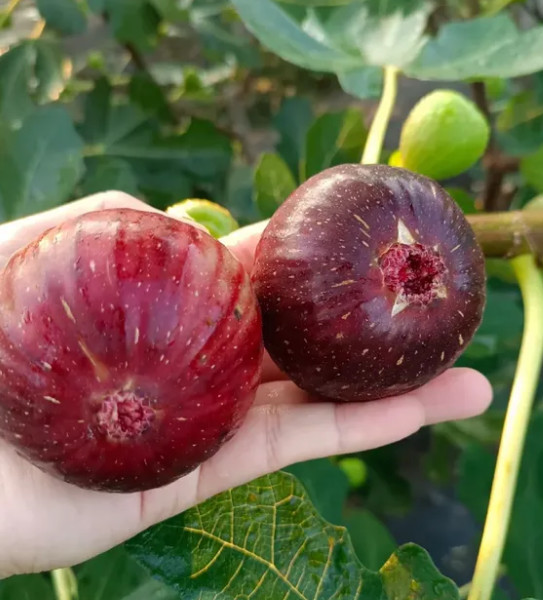 Higos secos saludables de alta nutrición Ficus Carica Linn Progesterona natural HIGOS