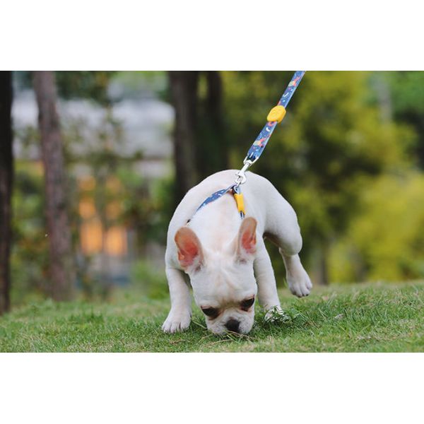 6.5ft 2m Anti Pull Dog Leash Harness Combo For Small Dogs