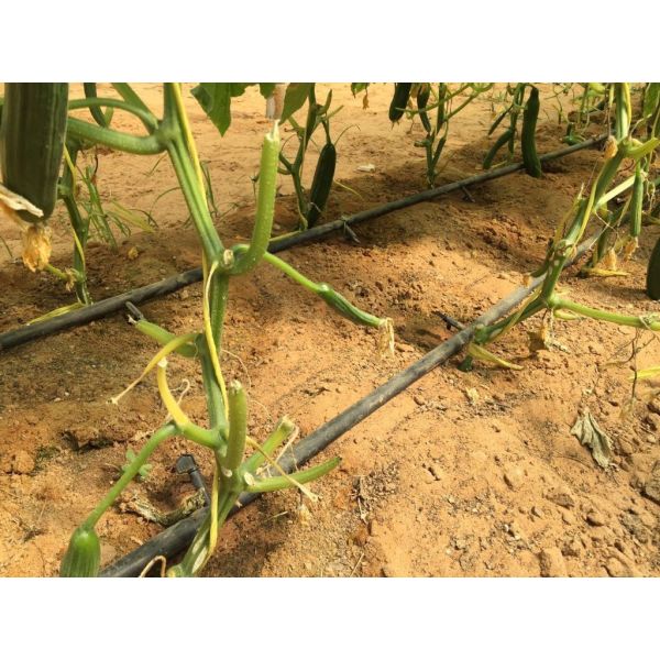 Long-lasting Garden Twine 12 Months Life 2500ft/lbs
