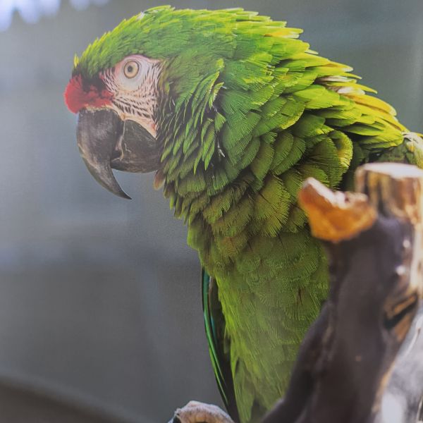 Питтсбургские видения загоняютПрофессиональная кофейная столовая книжка Печать с глянцевой курткой и 3мм серой доской с 140 гм глянцевой бумагой