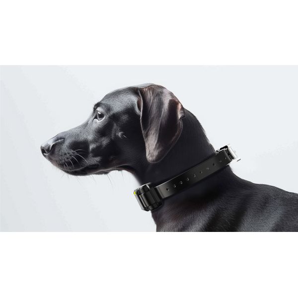 Eco-Friendly Fashionable Waterproof Electric Guard Shock Collar Stylish Nylon Plastic Remote Dog Training Supplies