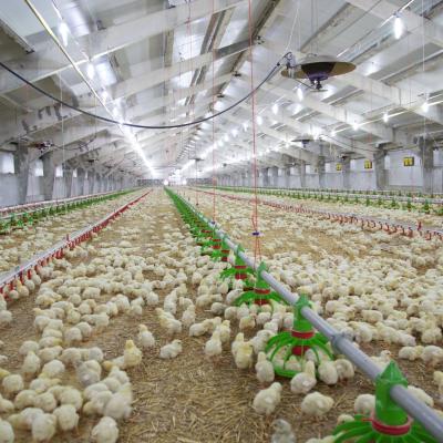 Construção barata Estrutura de aço Edifício Fama de aves de capoeira Casa de frango