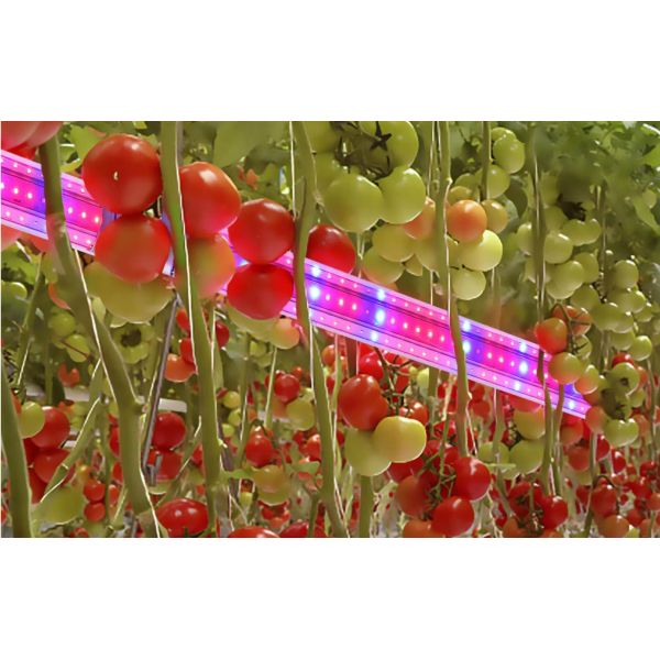 Customized T8 Split Lamp Tube LED Light Source in Pink Color for Project Installation