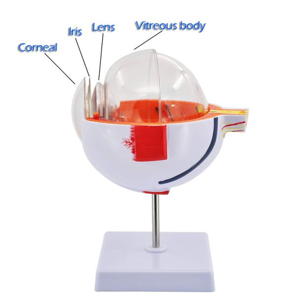 6 Times Enlarged Plastic Human Anatomical Eye Model With Blood Vessel