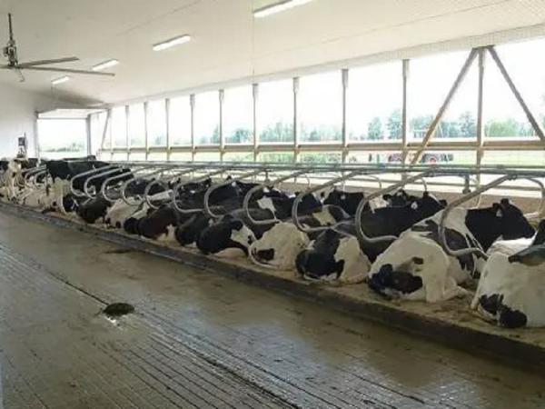 Ventilation Steel Structure Cow Shed , Durable Steel Livestock Shelter For Dairy Farm