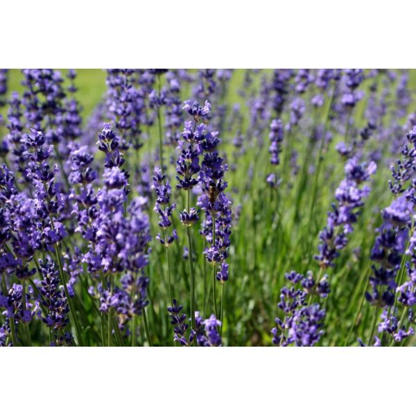 Small Oregano Essential Oil Extraction Machine/Stainless Steel Distiller with Electric Power