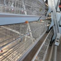2024 Q235 Sistema de gaiolas automáticas de camada de bateria para avicultura de capacidade