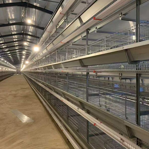 H Type Automatic System Chicken Cage layer Poultry Farming Equipment