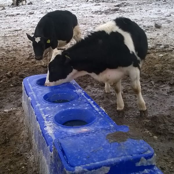 140L Capacity Corrosion Resistant Livestock Auto Waterer with Automatic Control for Cattle