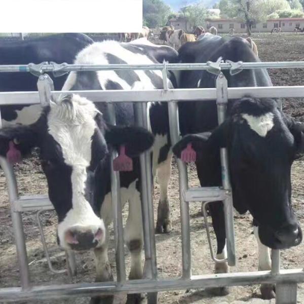 Equipo de ganado personalizado para ganado lechero, ganado ovino, caballo, aves de corral y aves de corral
