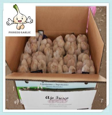 Large Quantity 2016 Fresh White Garlic In Stock 4.5cm 5.0cm 5.5cm 6.0cm 6.5cm Garlic