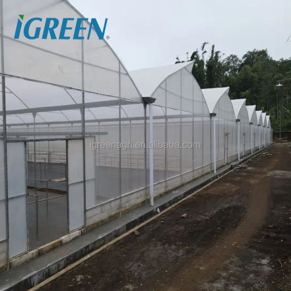 Large Single Layer PE/PVC Multi-Span Agricultural Greenhouse with Flat NFT Lettuce Hydroponic System