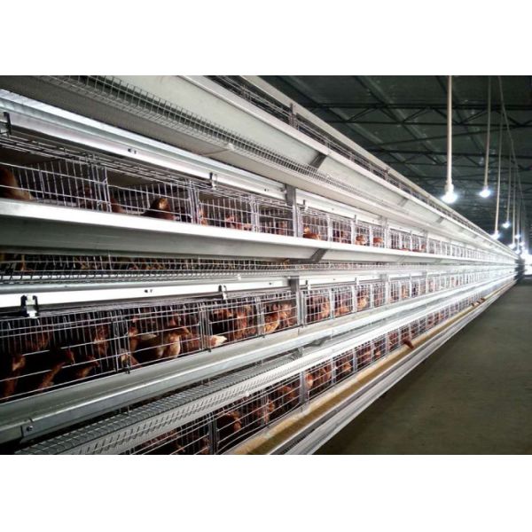 Layer Chicken Farm Tools Broiler Farming In Cage System Science Design