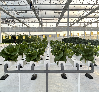 Agricultural NFT Vertical Growing Greenhouse Soilless Greenhouse Multi Span