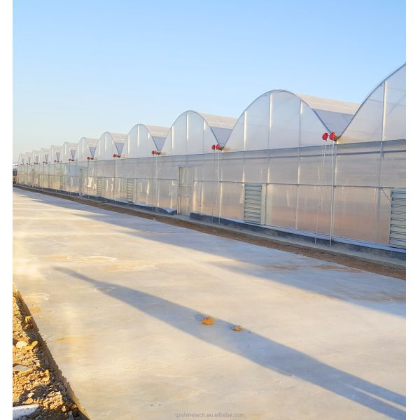 Customizable Size Multi Span Agricultural Greenhouses With Hot Dip Galvanized Steel Tube