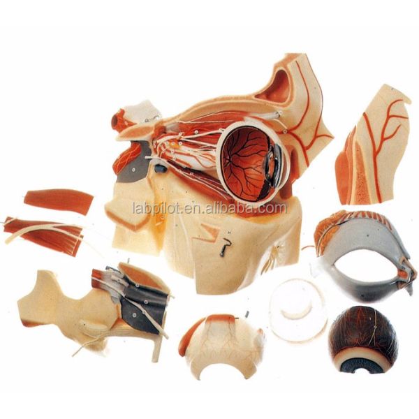Ophthalmological Anatomical Models Eyeball Model and Orbit with Deluxe 9-part Eye Model