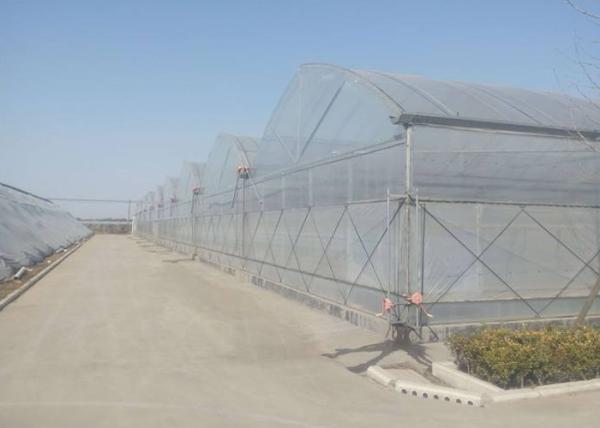 Thermal Insulation Single Span Tunnel Plastic Film Greenhouse