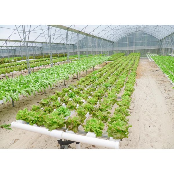 Large Single Layer PE Film Multi-Span Agricultural Greenhouse Metal Frame Cold Frame