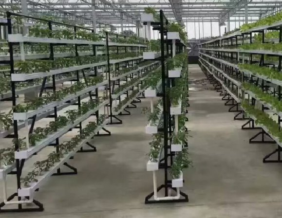 commercial NFT hydroponic growing system greenhouse NFT hydroponic channel