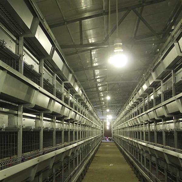 Large Breeding Poultry Exhibition Cages , 120 * 60 * 59CM Chicken Isolation Cage