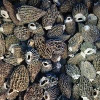 Suplementos herbales chinos de Morchella Esculenta L Pers secas