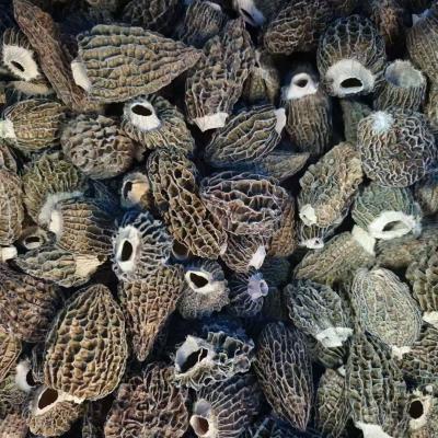 Dried Morchella Esculenta L Pers Chinese Herbal Supplements