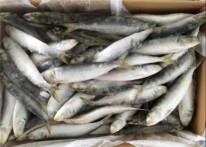 Сардины веса сети 90g Lemuru 100% сардинеллы замороженные все