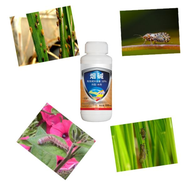 Специализированные агрохимические инсектициды для кукурузы жидкий 10% никотин